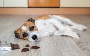 Hund forgiftet af chokolade ligger på gulvet 